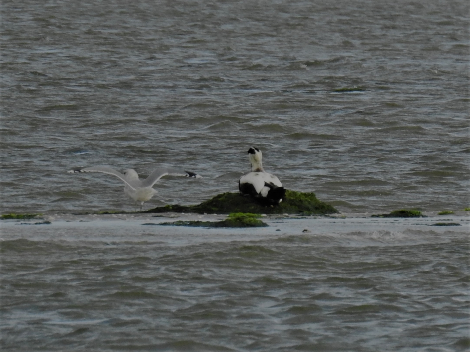 Eidereend en zilvermeeuw op het wad. - Weer en landschap - 