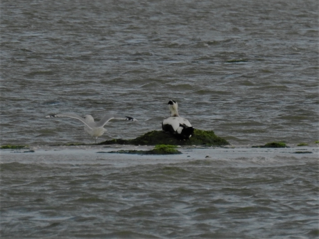 Eidereend en zilvermeeuw op het wad.