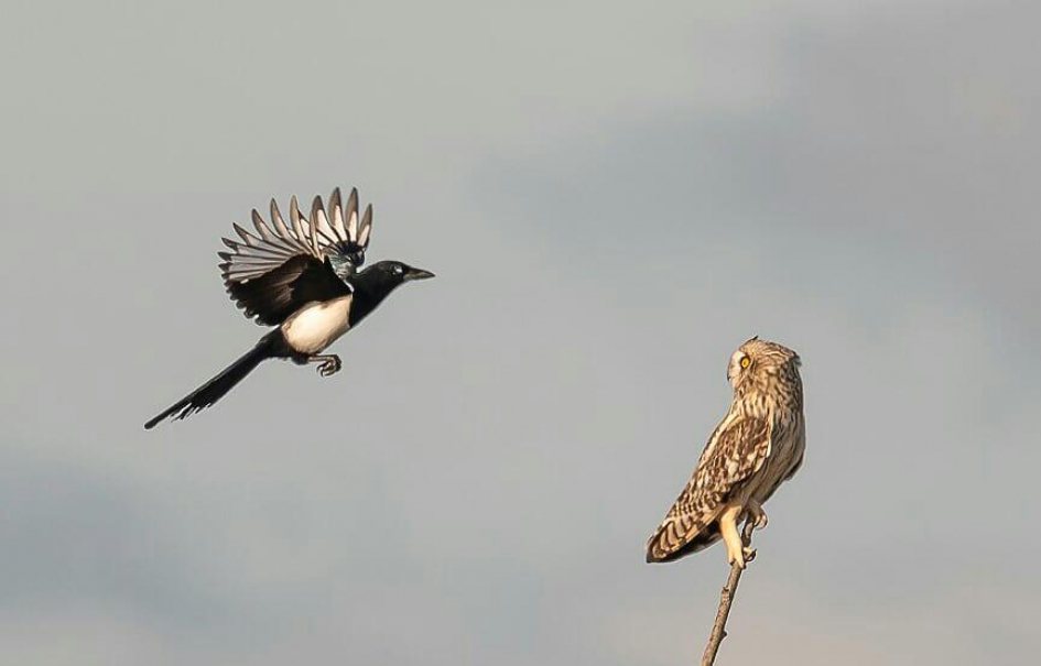 Ekster en  Velduil - Vogels - Ekster
