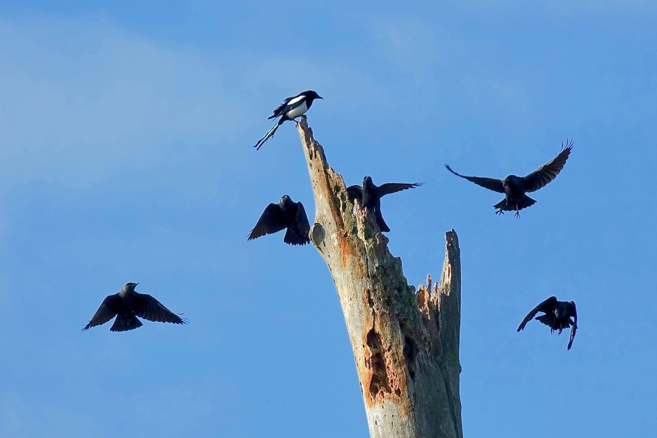 Ekster is vijf Kauwen te machtig - Vogels - Ekster