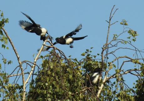 Eksters donderjagen in de boom