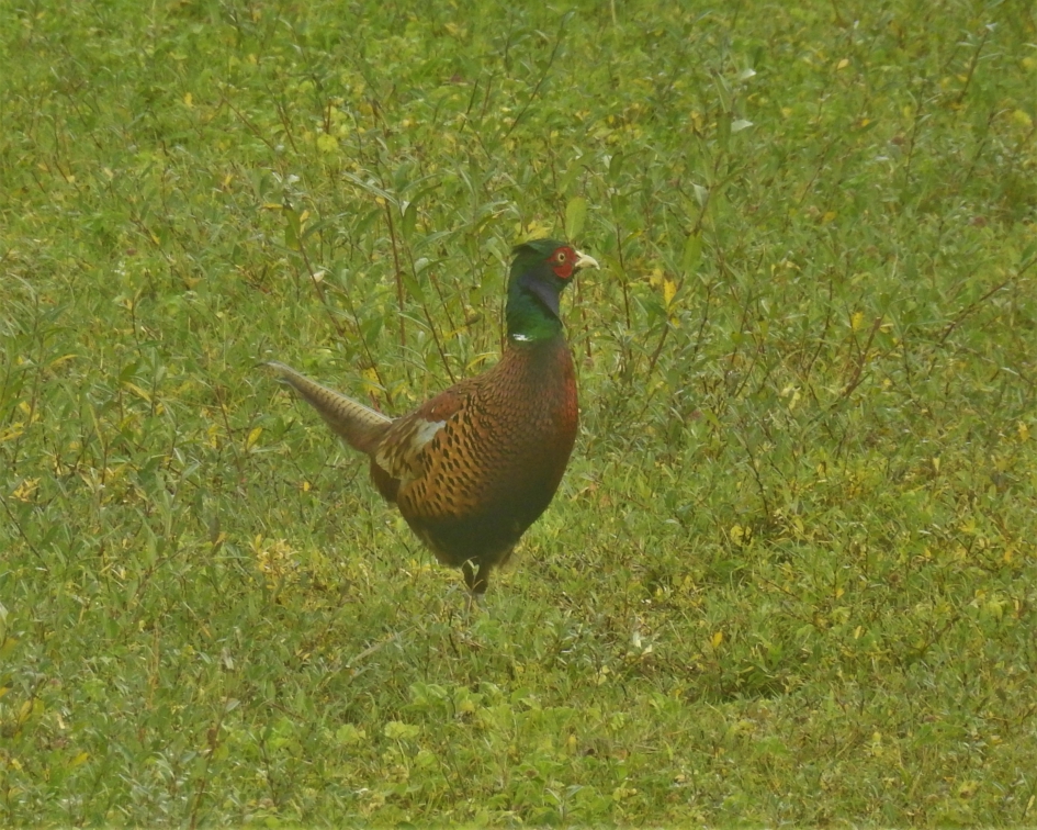 Fazantenhaan in de duinen van Texel - Vogels - Fazant