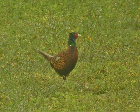 Fazantenhaan in de duinen van Texel