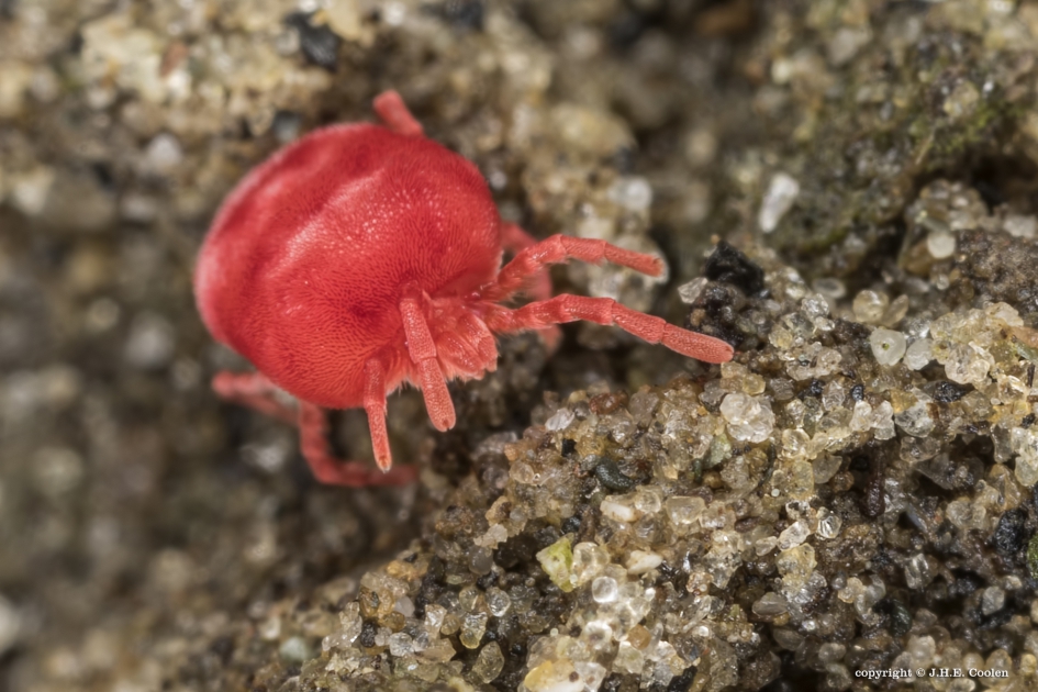 Fluweelmijt - Geleedpotigen - Fluweelmijt