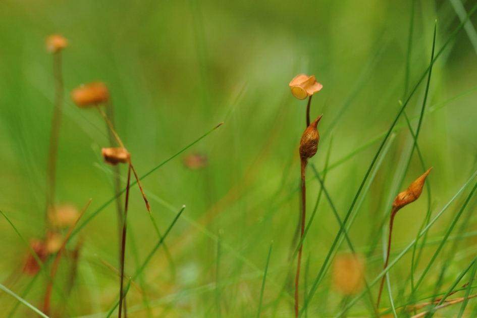 fraai haarmos - Planten - 