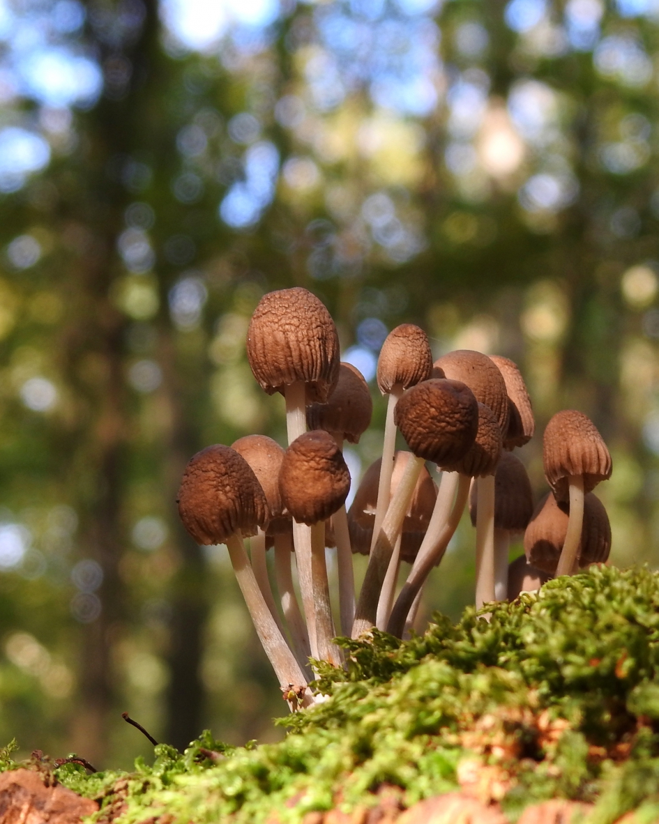 Fraaie oudjes - Schimmels - Fraaisteelmycena