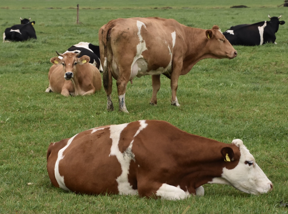 Friese koeien - Zoogdieren - 