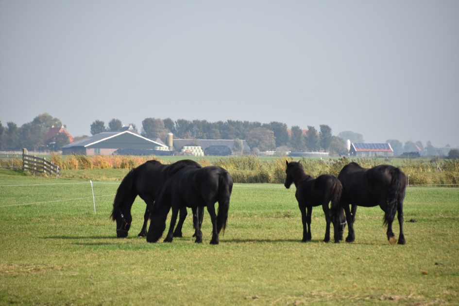 Friese paarden - Zoogdieren - 