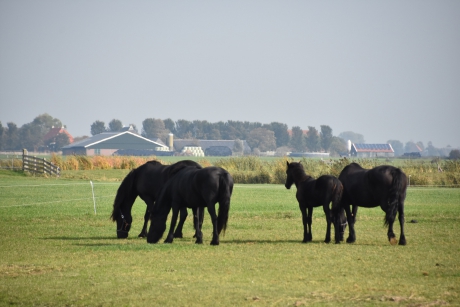 Friese paarden