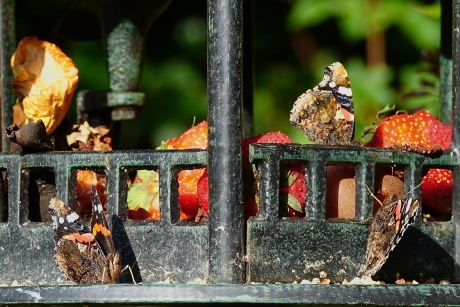 Atalanta's op de Fruitcocktail