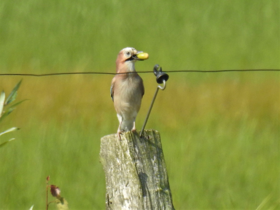 Gaai verzamelt eikels - Vogels - Gaai