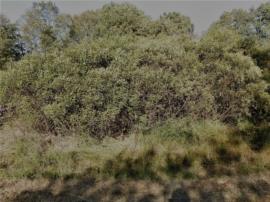 Gagelstruweel - Planten - Gagel