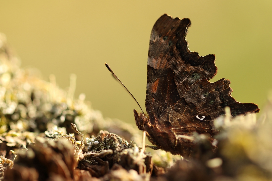 gehakkelde aurelia - Geleedpotigen - 