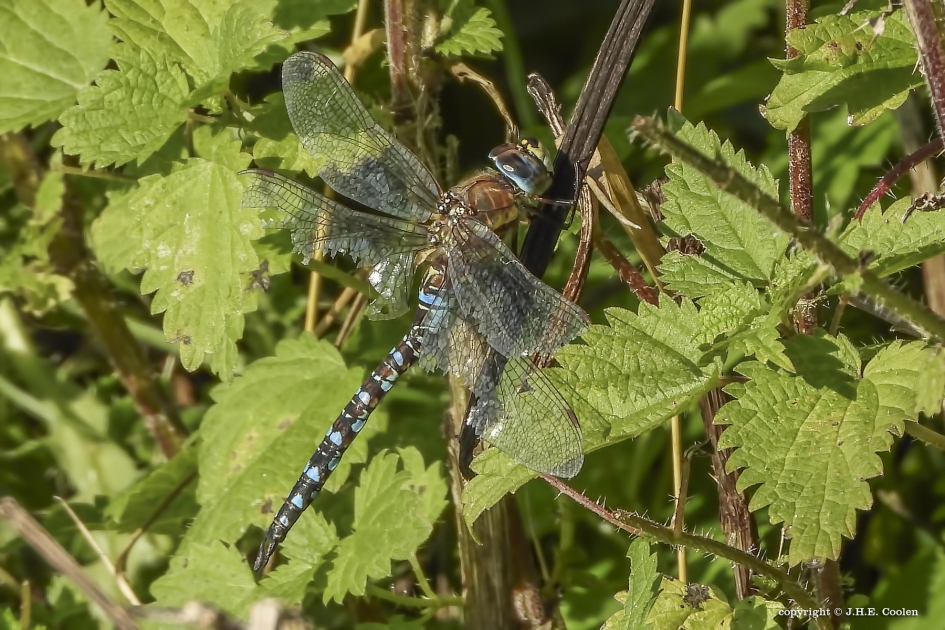 Gehavend - Geleedpotigen - Paardenbijter