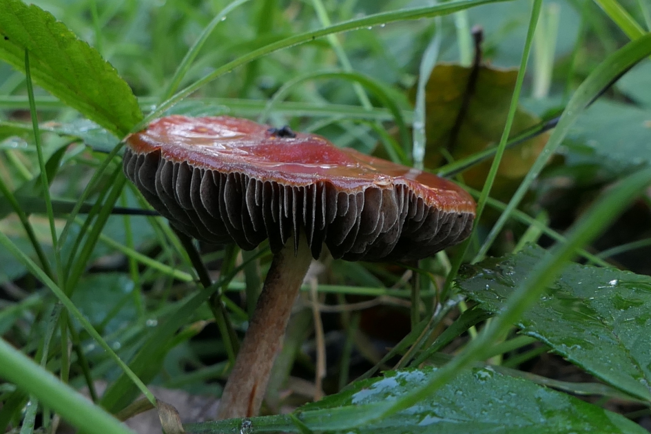 "Gelakt" hoedje - Schimmels - Paddenstoel