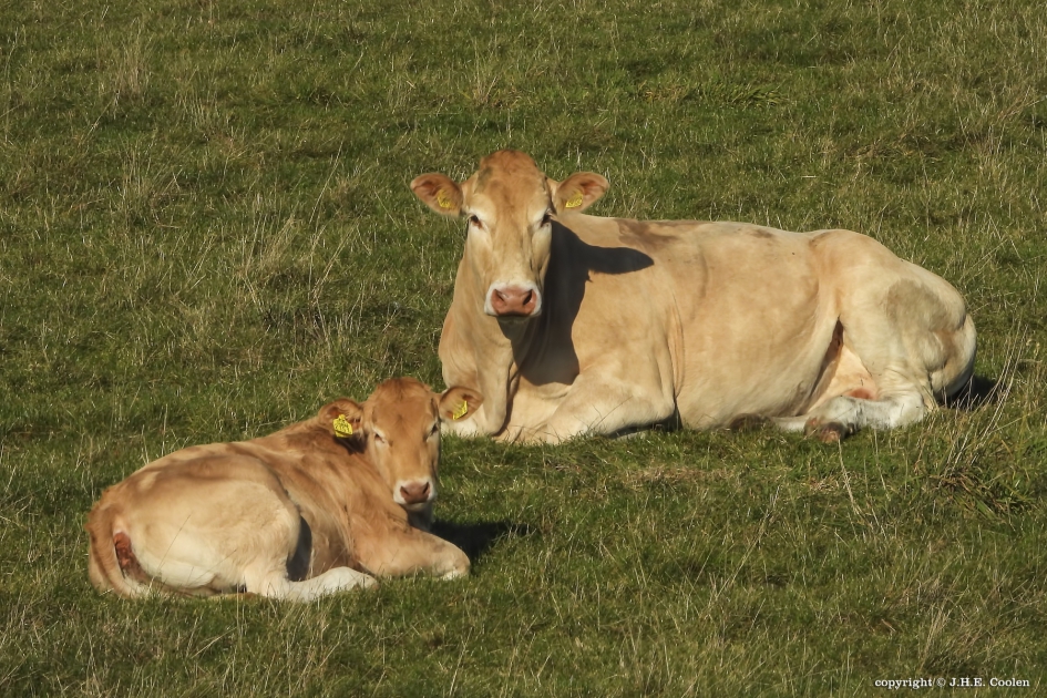 Genieten .....(2) - Zoogdieren - Blonde d'Aquitaine