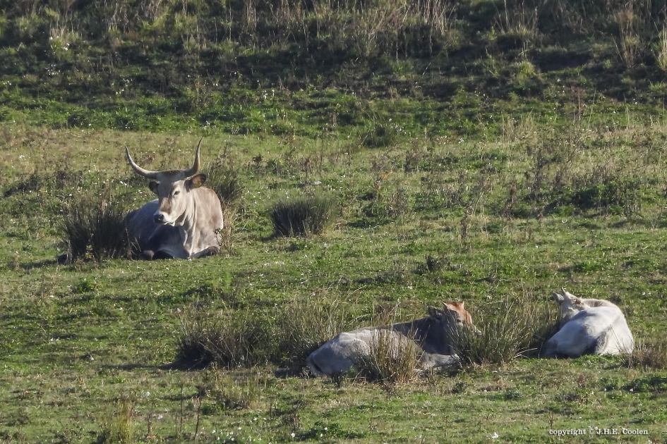 Genieten .....(3) - Zoogdieren - Maremmana runderen