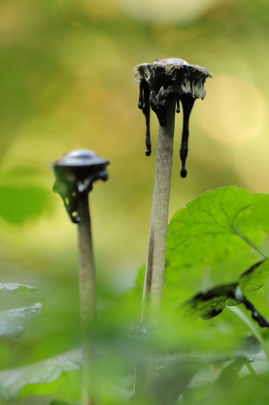 geschubde - in dit geval gedrupte.....- inktzwam - Schimmels - geschubde inktzwam