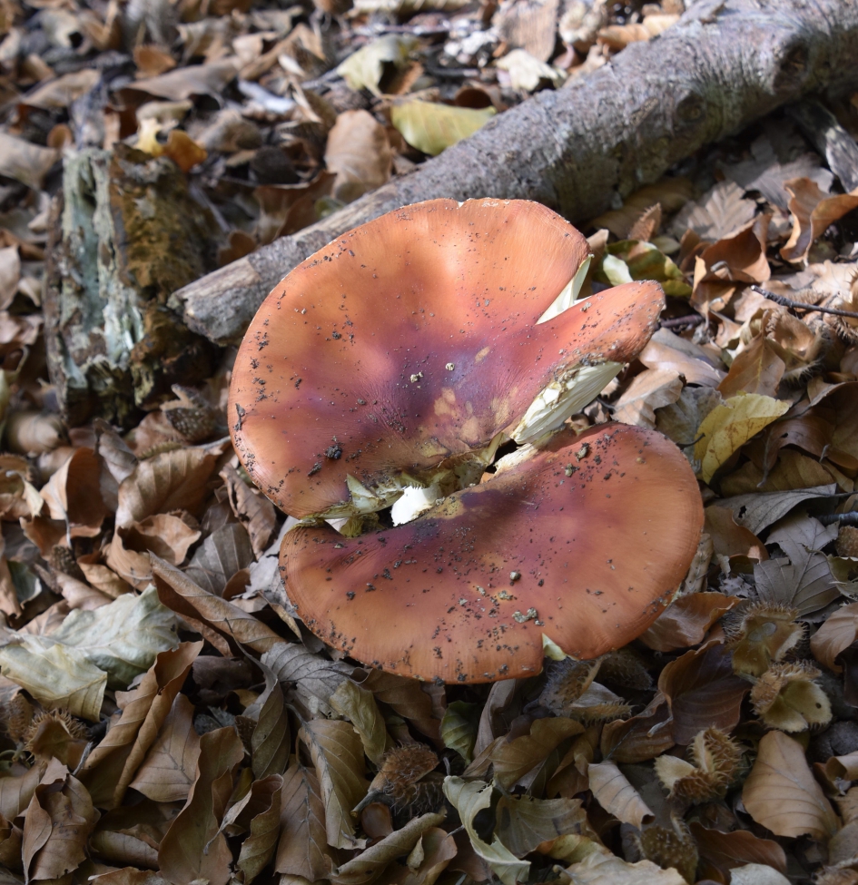 Gesplitst - Schimmels - 