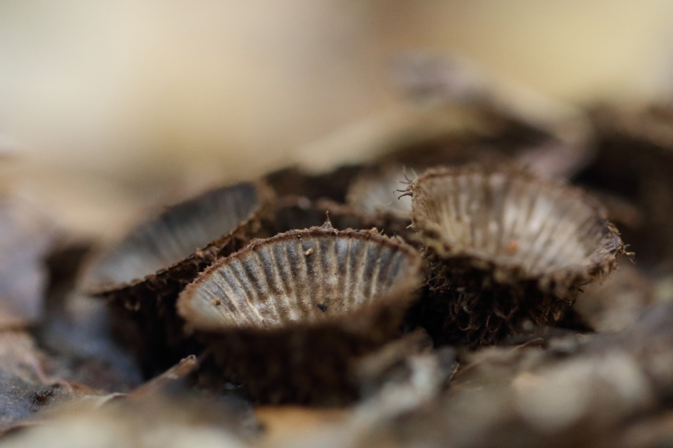 gestreepte nestzwam - Schimmels - gestreepte nestzwam
