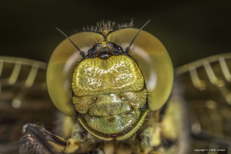 Gewone oeverlibel (vr.) - Geleedpotigen - Gewone oeverlibel