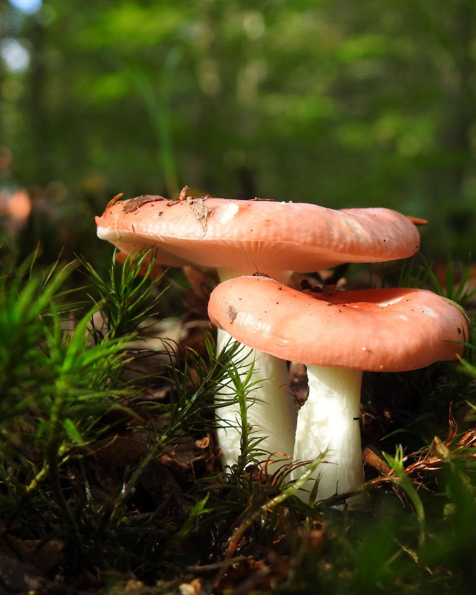 Giftig stel - Schimmels - Gewone braakrussula