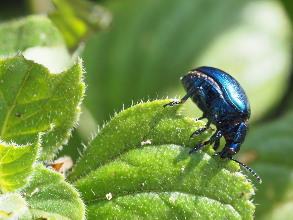 Glinstering - Geleedpotigen - Blauw muntgoudhaantje
