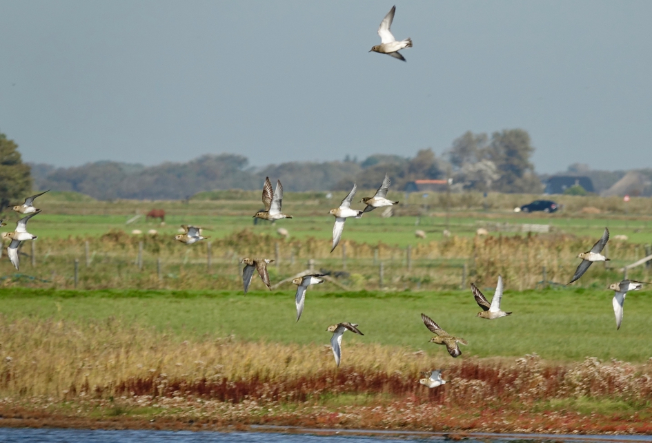Goudplevieren in De Petten - Vogels - Goudplevier