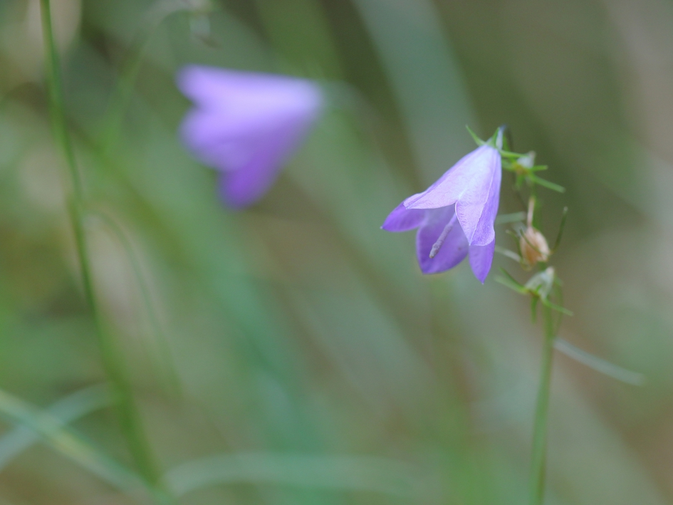 grasklokjes - Planten - 