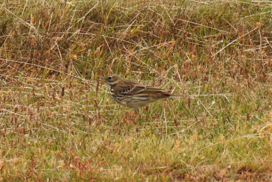 Graspieper in de duinen - Vogels - Graspieper