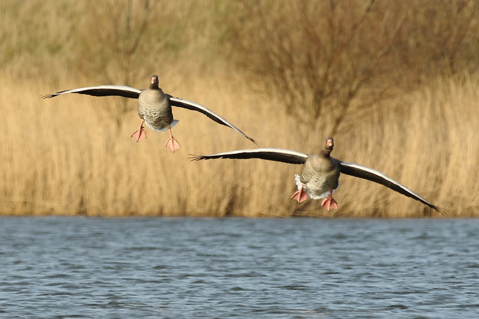 grauwe ganzen - Vogels - grauwe gans