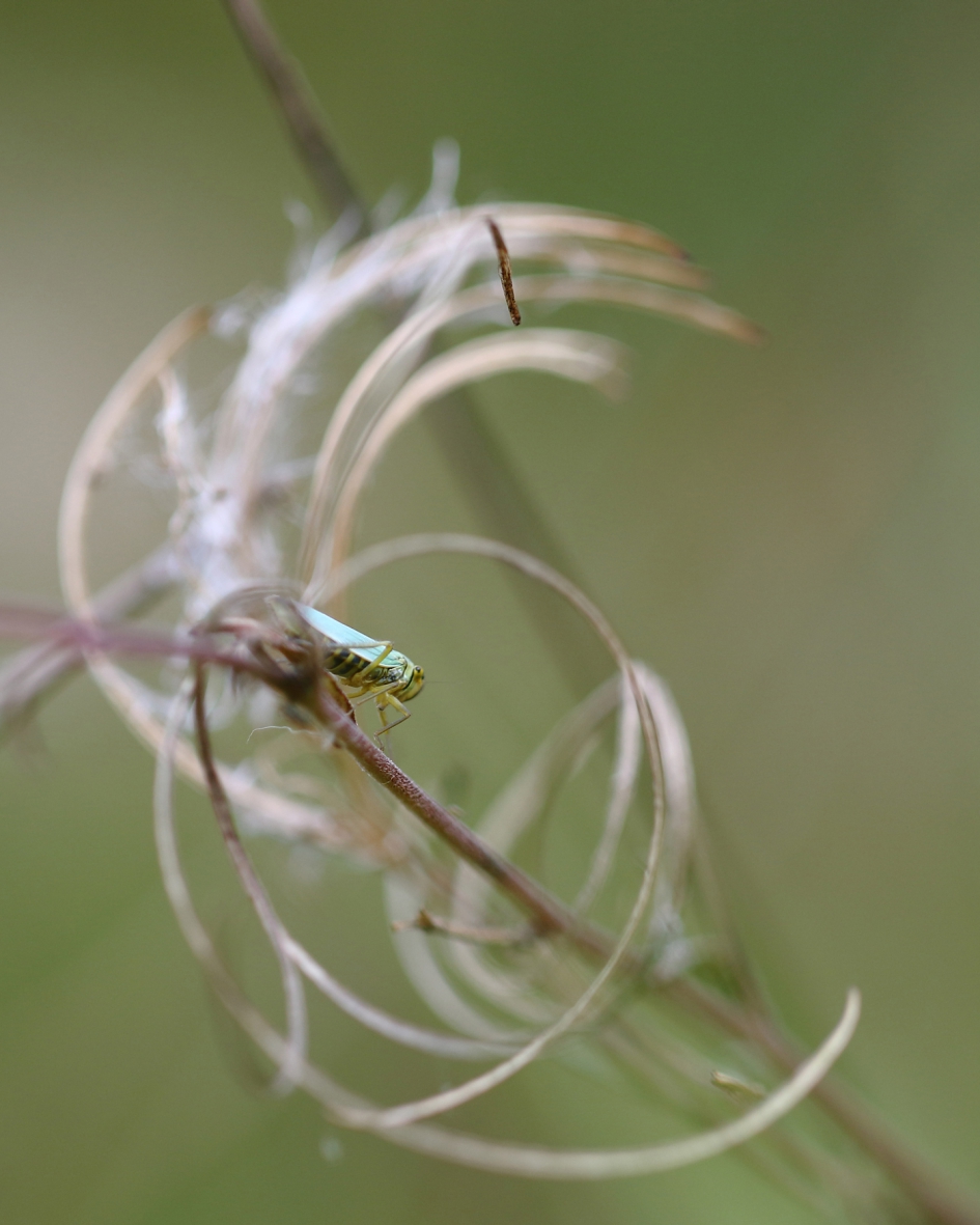 groene rietcicade - Geleedpotigen - groene rietcicade