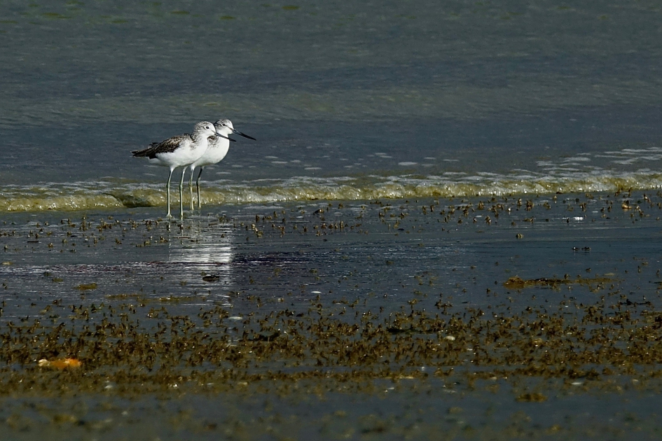 Groenpoten langs de vloedlijn - Vogels - Groenpootruiter