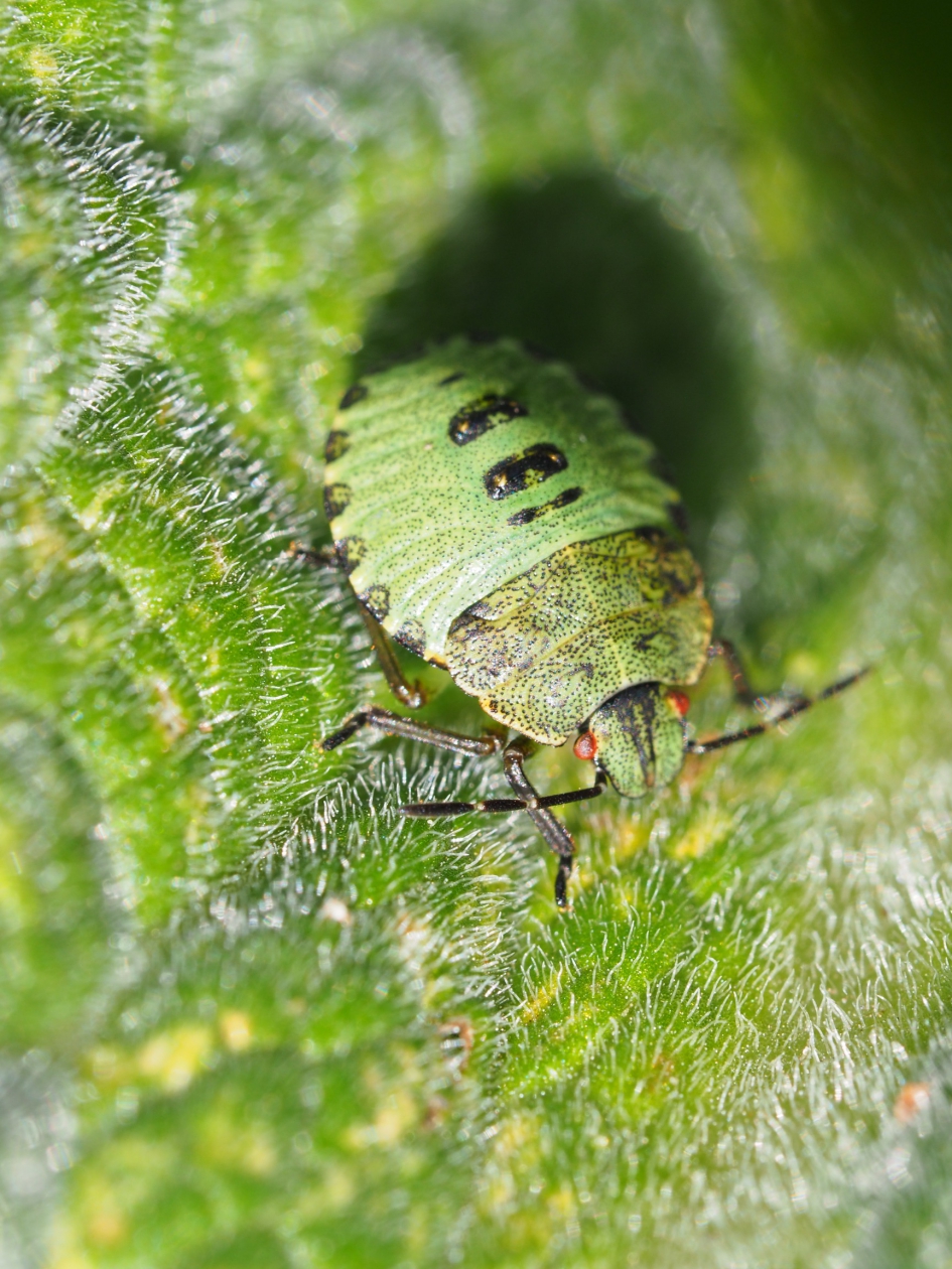 Groentje - Geleedpotigen - Groene schild- of stinkwants
