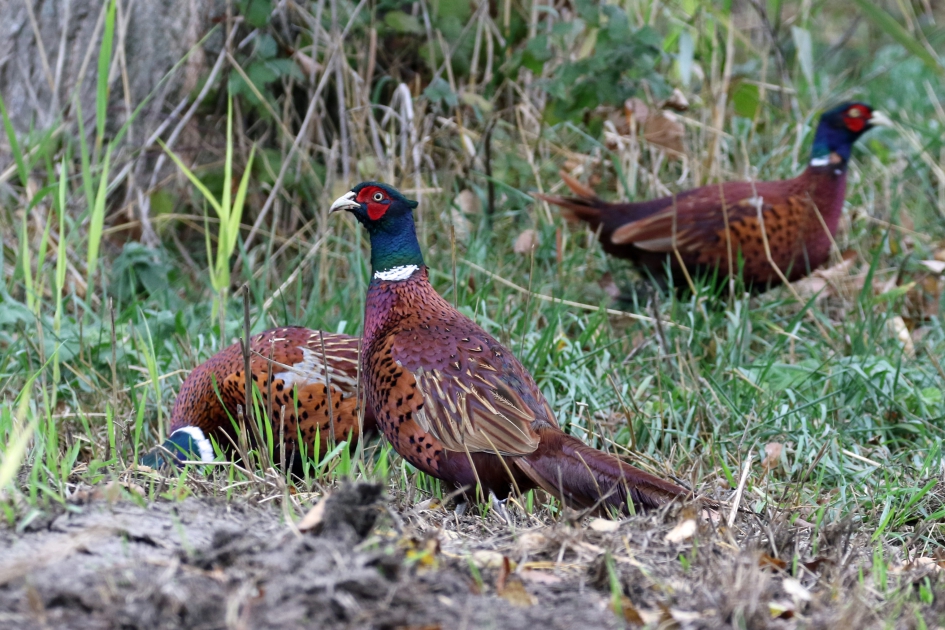 Groep mannetjesfazanten - Vogels - 