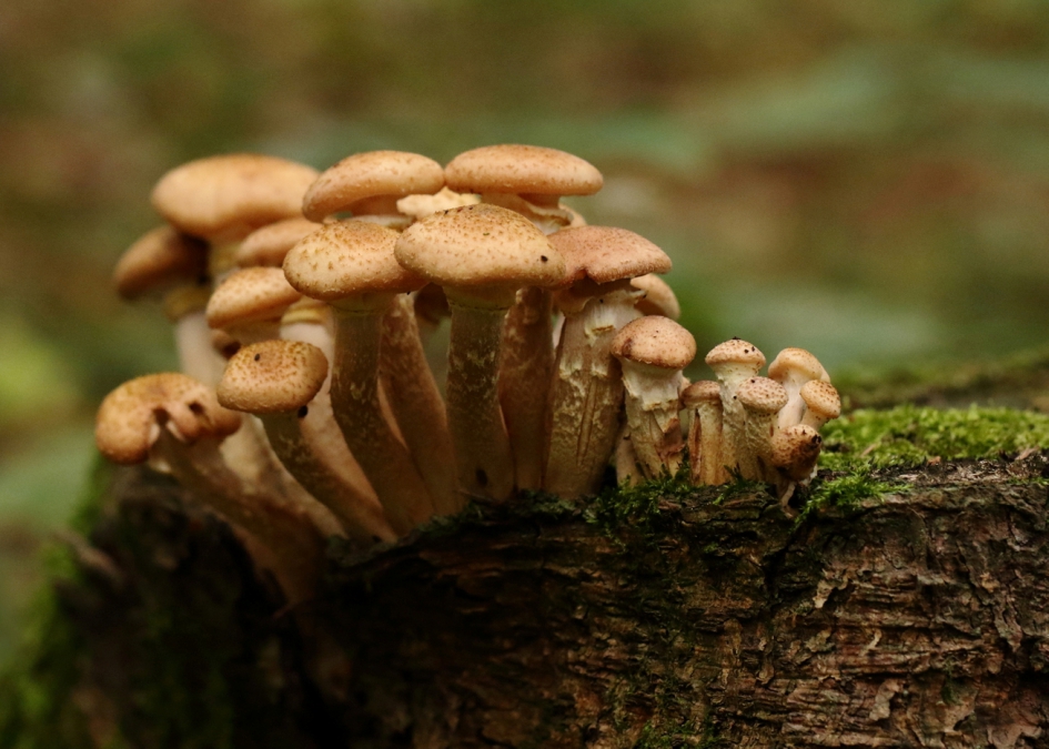 groepsfoto van fijnschubbige parasolzwam - Schimmels - 
