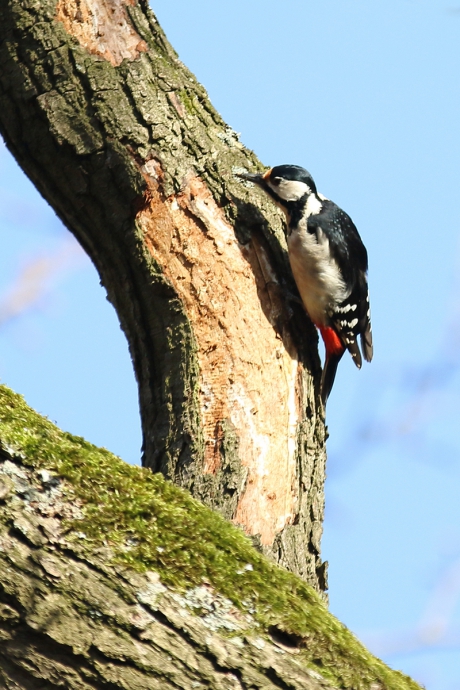 grote bonte specht -v-