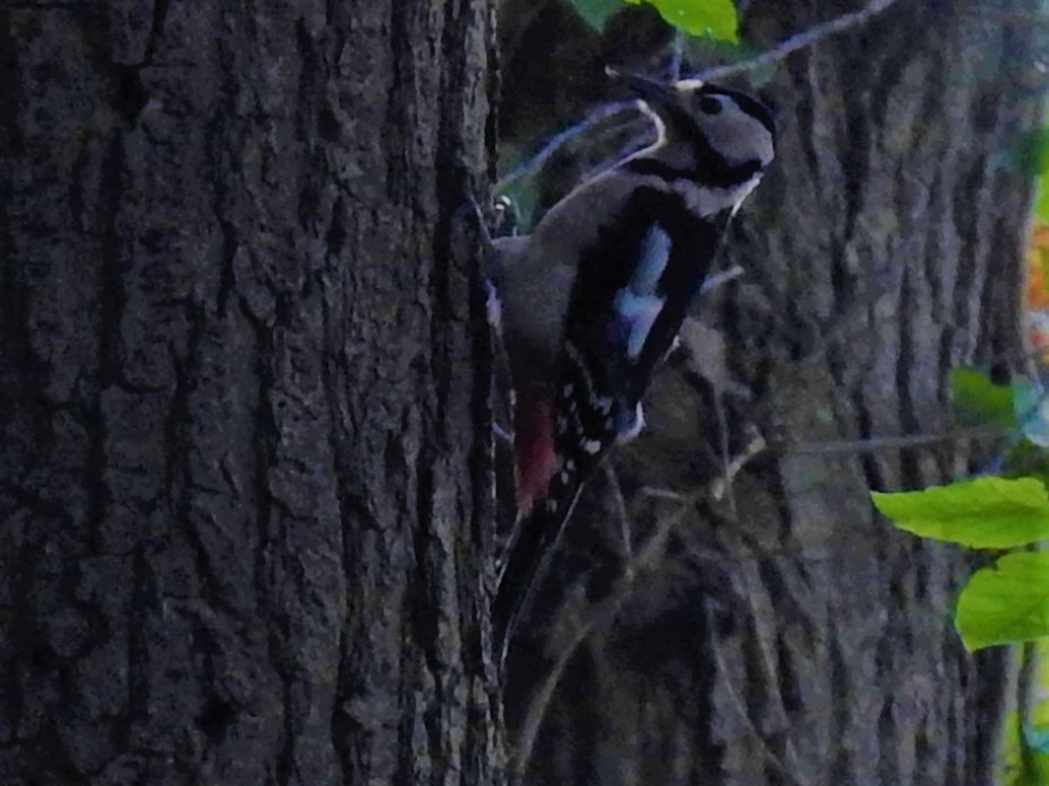 Grote bonte specht - Vogels - Grote bonte specht