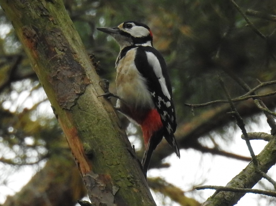 Grote bonte specht - Vogels - Grote bonte specht