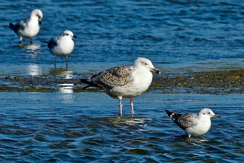 Grote en kleine dut - Vogels - Meeuw