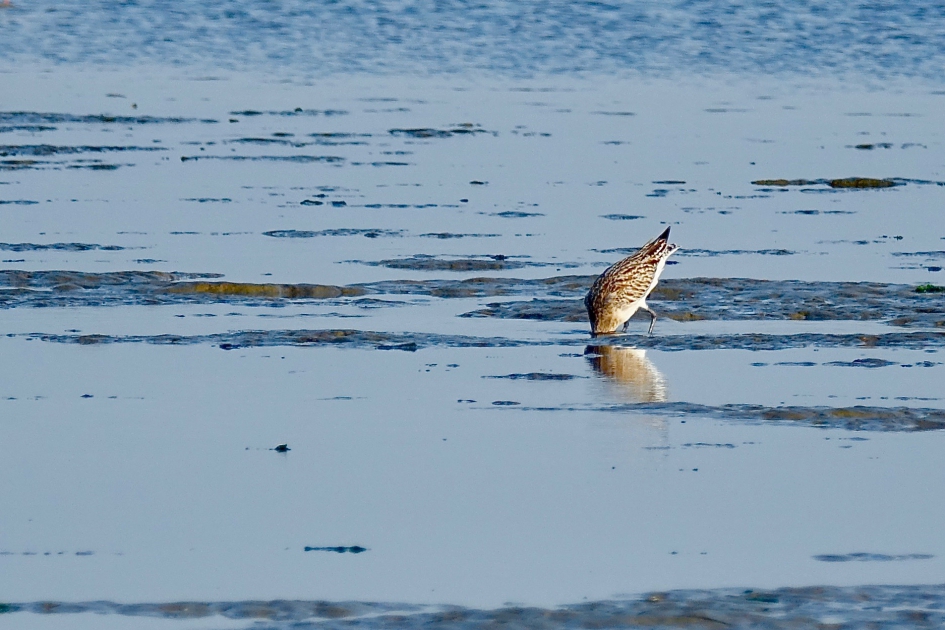 Grutto zoekt het eten wel erg diep in het zand van Robbengat - Vogels - Grutto