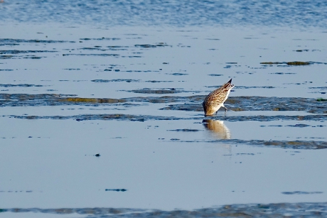 Grutto zoekt het eten wel erg diep in het zand van Robbengat