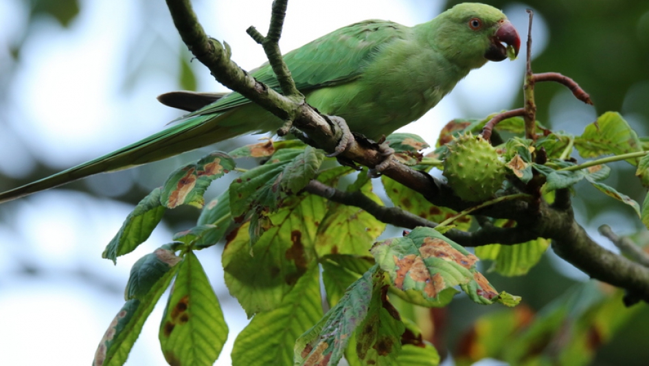 Halsbandparkiet - Vogels - halsbandparkiet