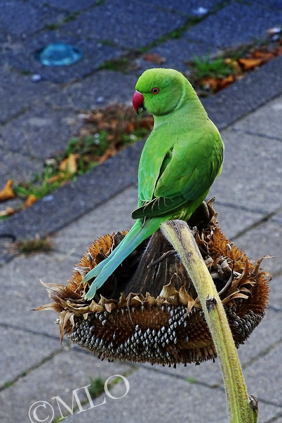 Halsbandparkiet geniet van zonnebloempitten - Vogels - Halsbandparkiet
