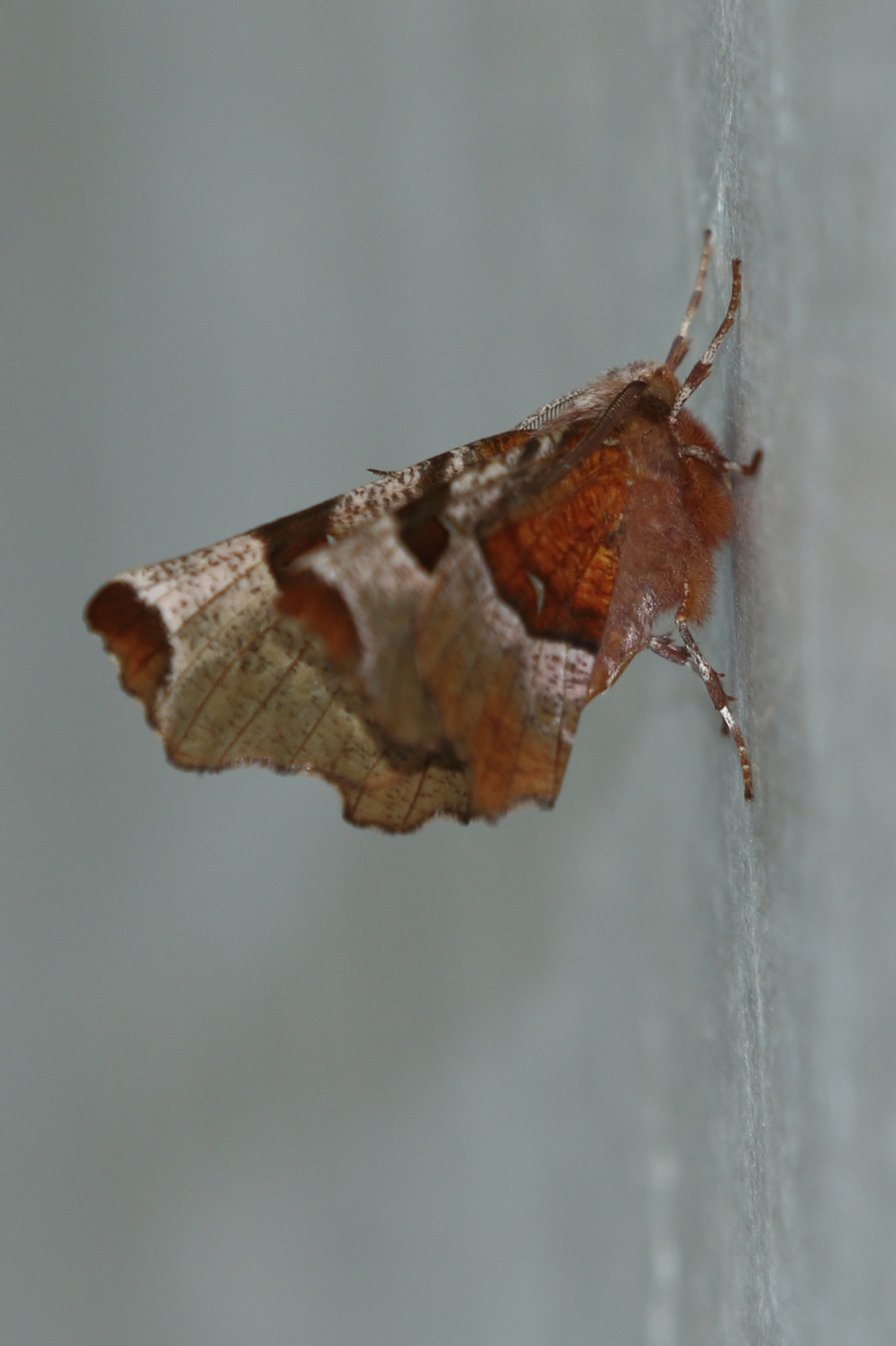 halvemaanvlinder - Geleedpotigen - 