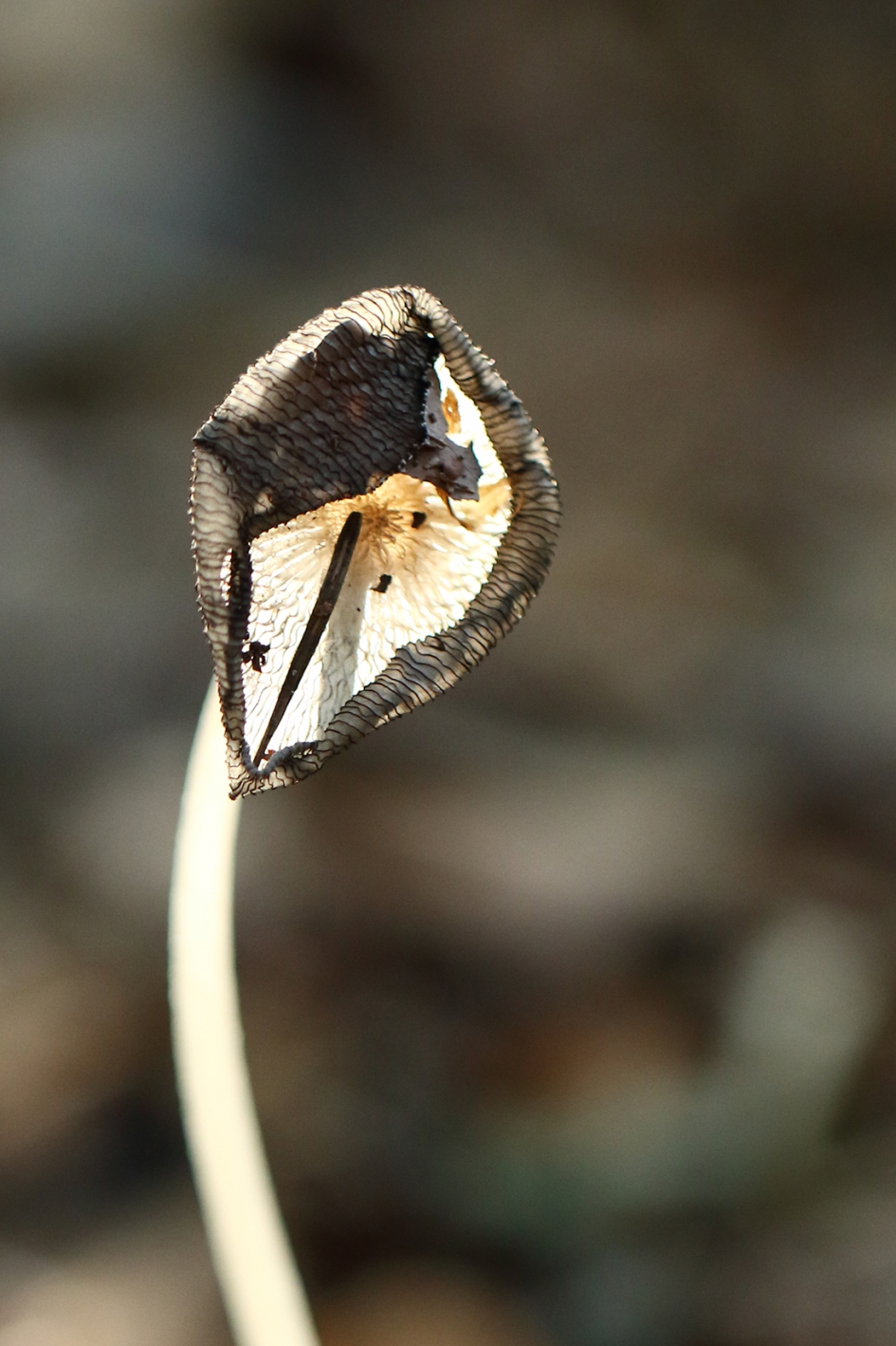 hazenpootje - Schimmels - hazenpootje