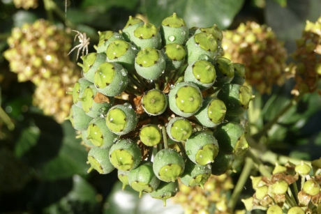 Hedera met spinnetje