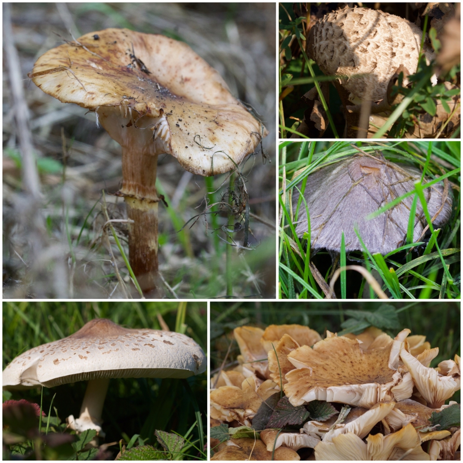 Herfst! - Schimmels - 