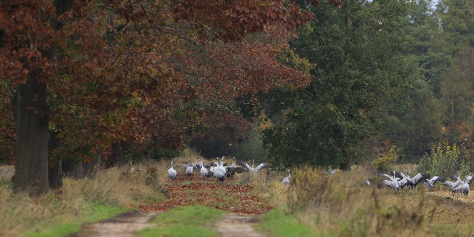 Herfst - Vogels - Kraanvogel