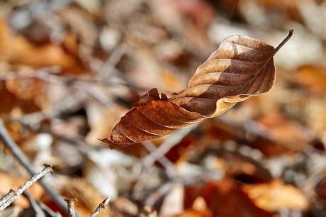 Herfst, een zwevend Beukenblad